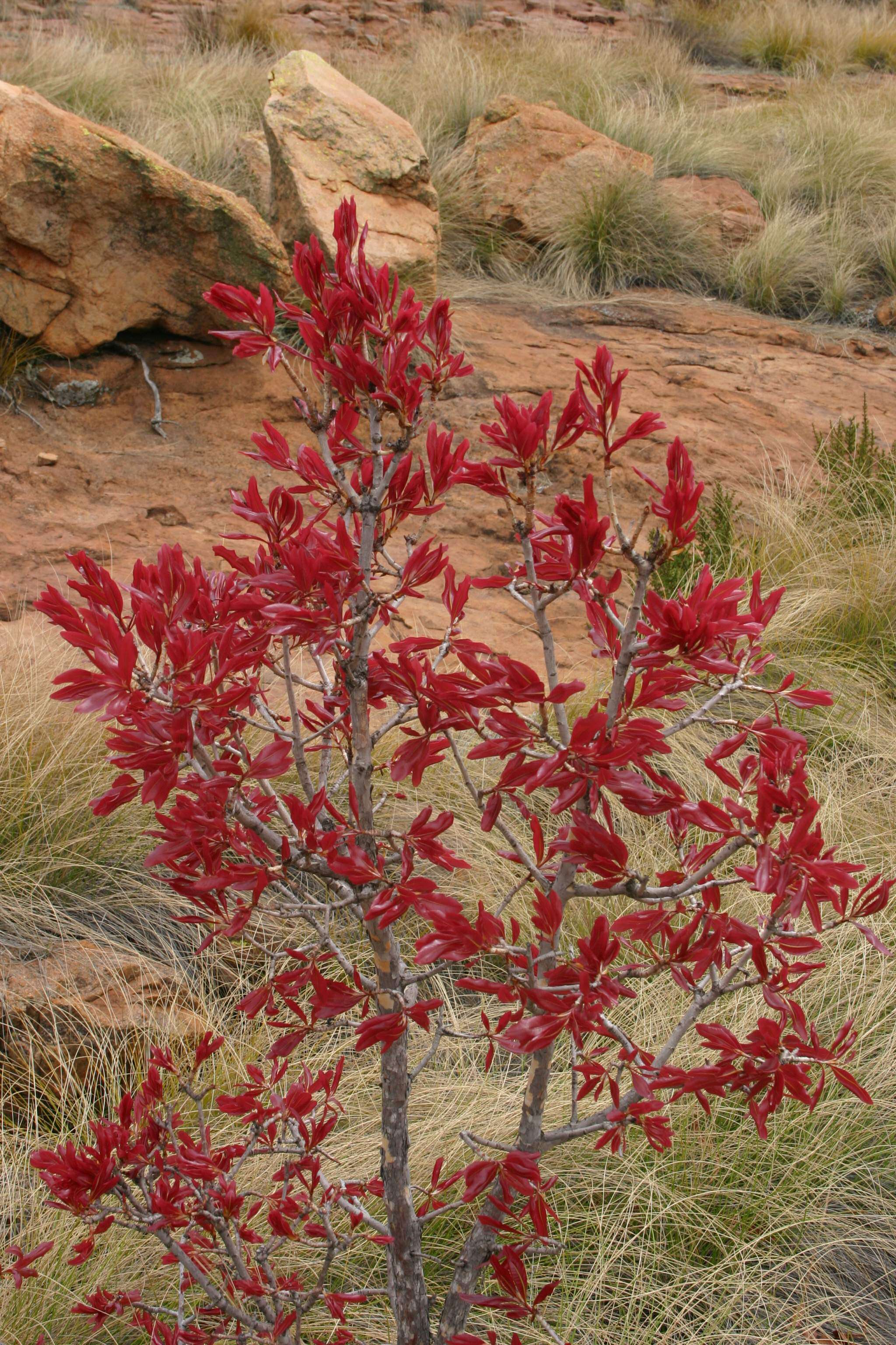 Image of Ochna pulchra Hook.