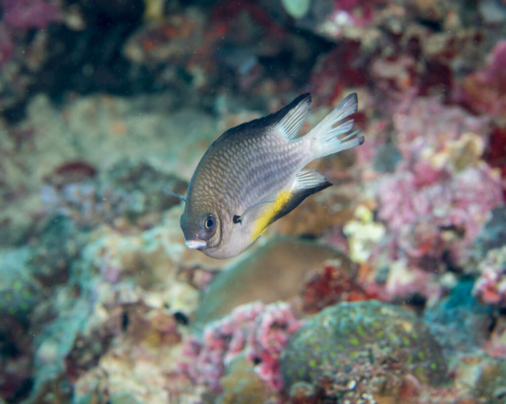 Image of White-belly damsel