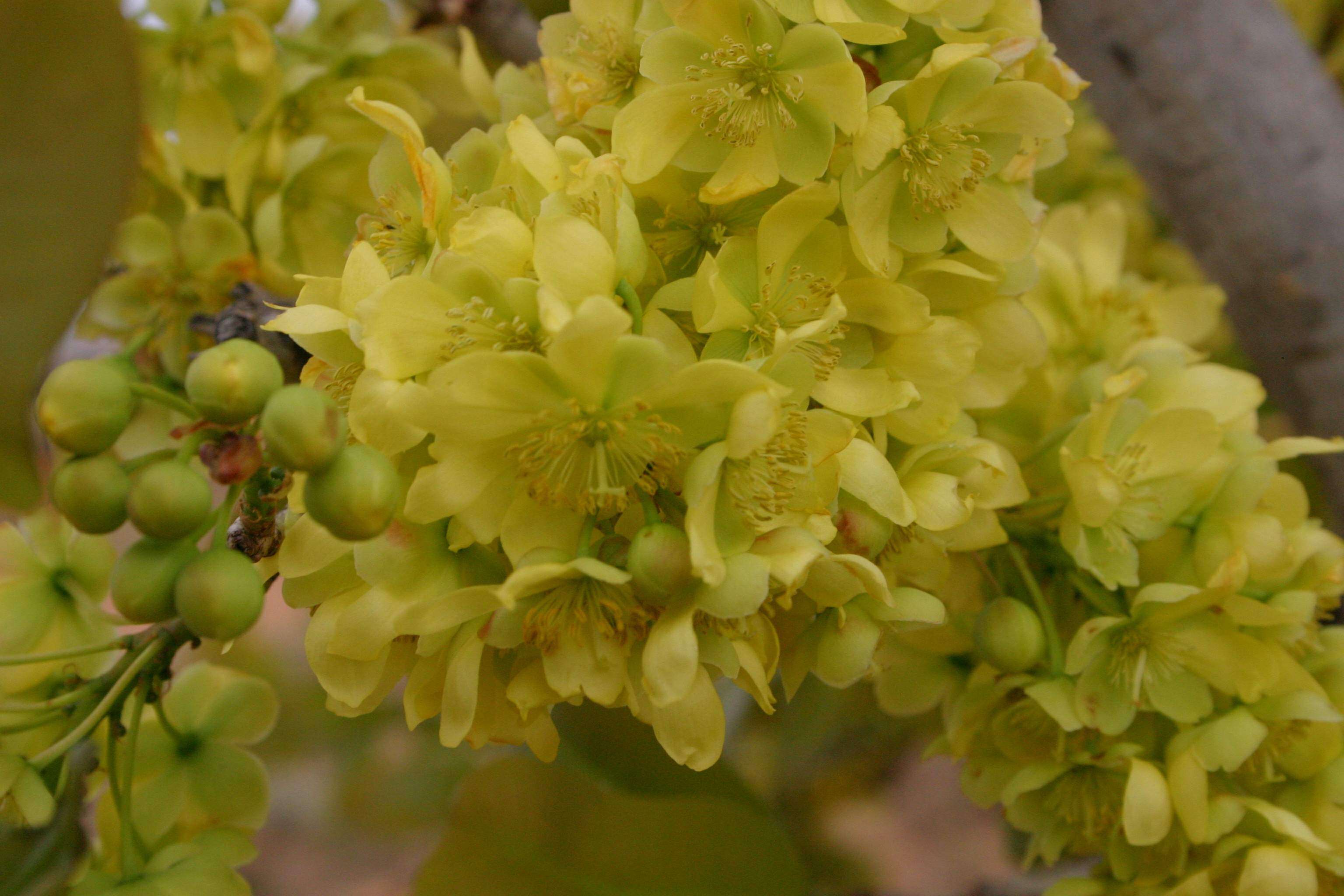 Image of Ochna pulchra Hook.