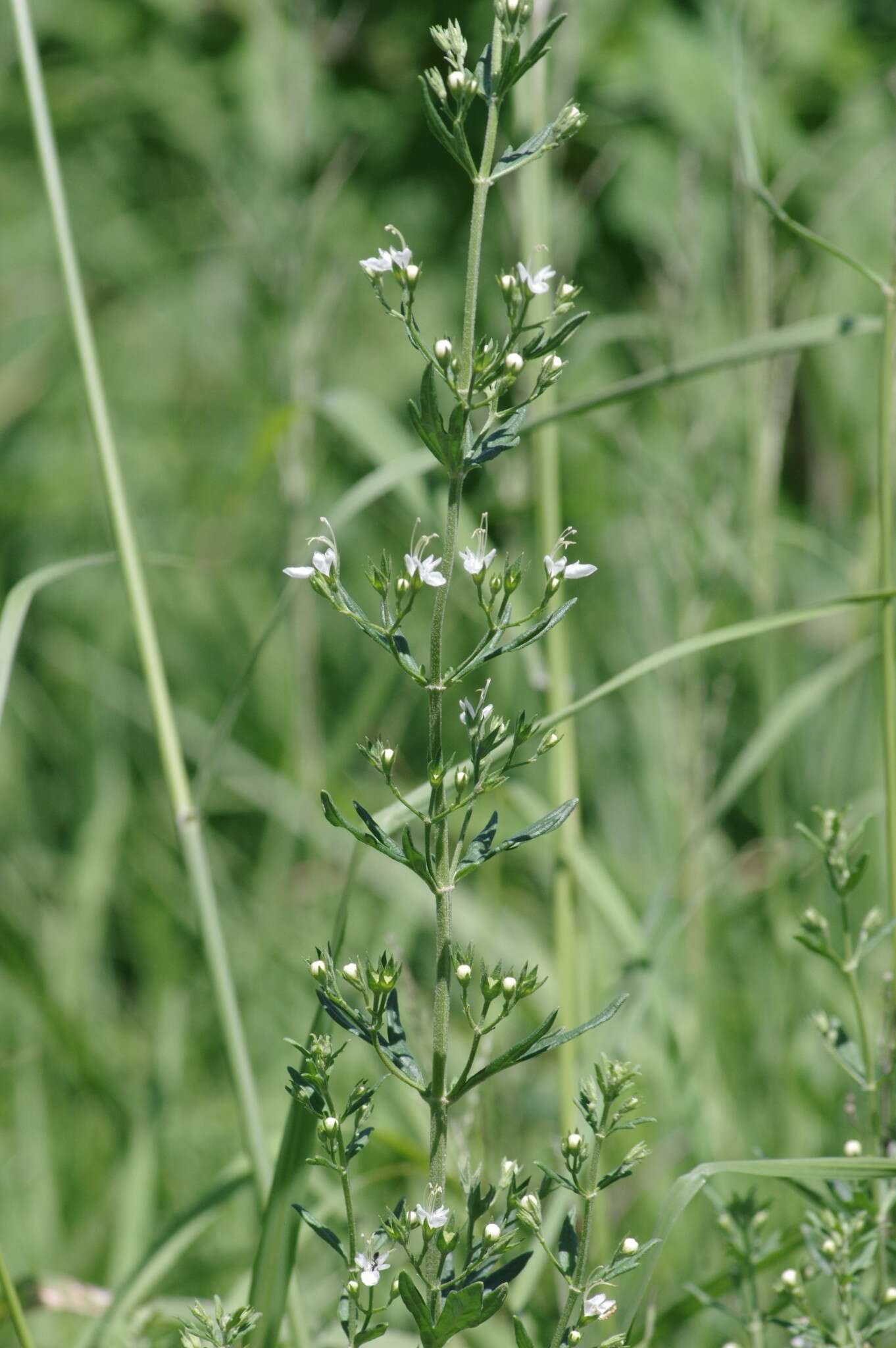 Image de Teucrium trifidum Retz.