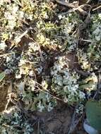 Image of Cladonia foliacea (Huds.) Willd.