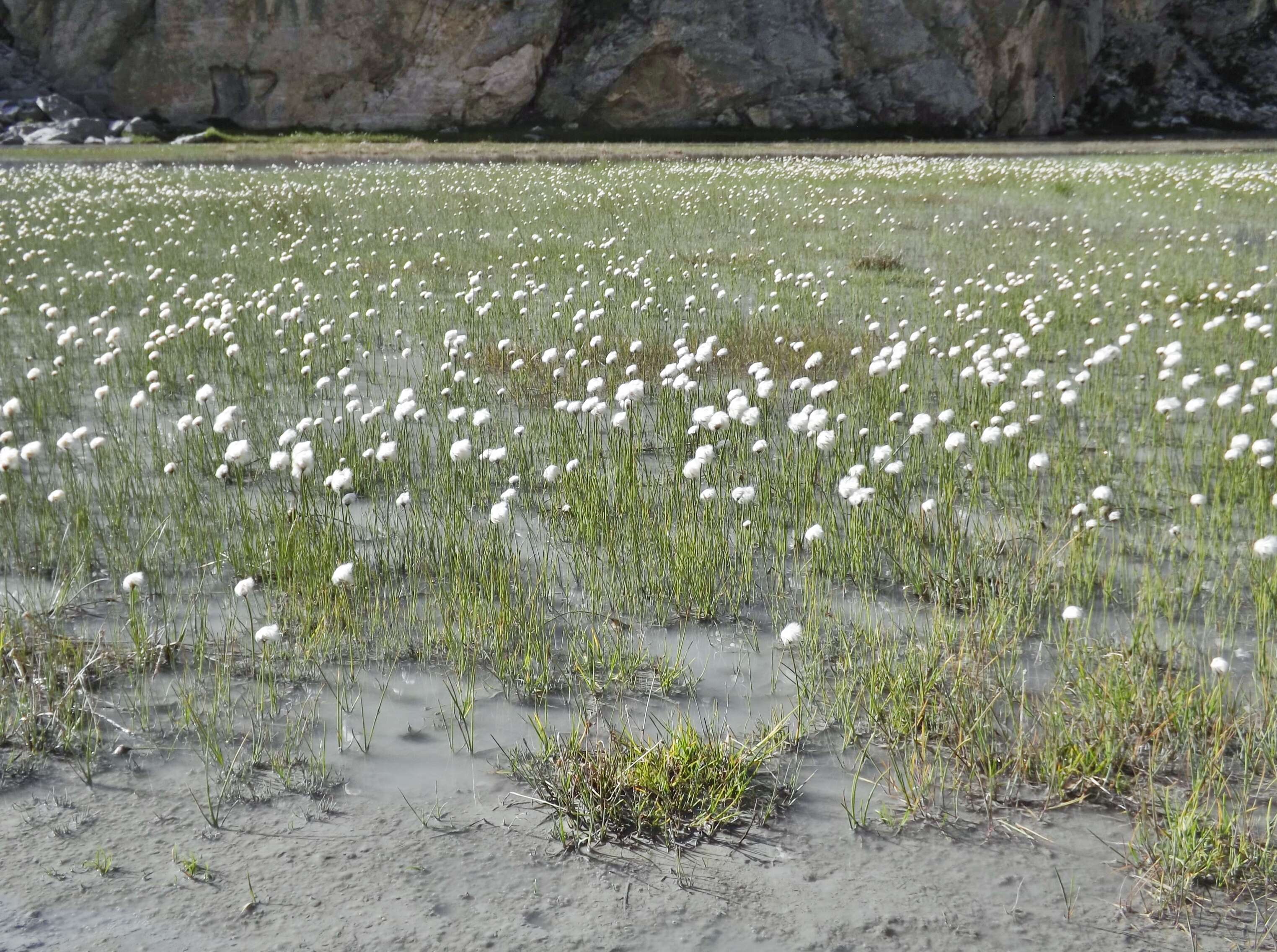 Plancia ëd Eriophorum scheuchzeri Hoppe