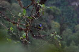 Image of Hooded Mountain Tanager