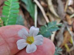 Image of Biophytum dendroides (Kunth) DC.