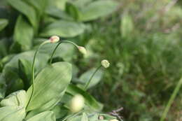 Imagem de Allium victorialis L.