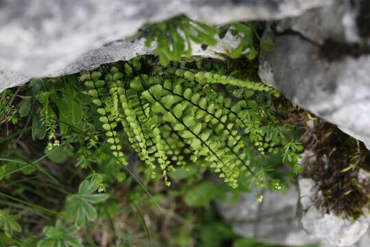 Image of maidenhair spleenwort