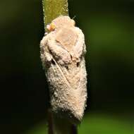 Image of Puerto rican planthopper