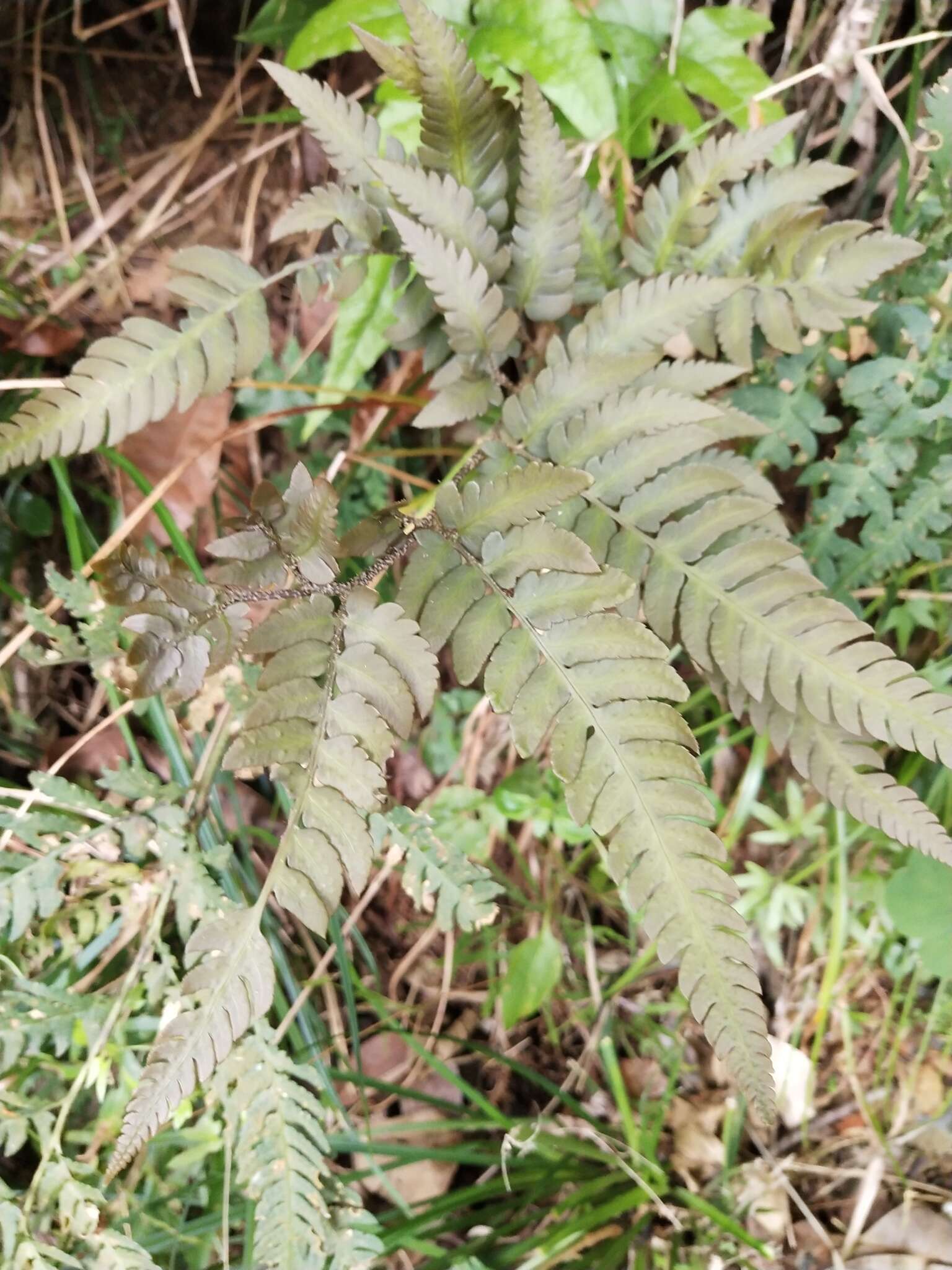 Imagem de Dryopteris varia (L.) O. Kuntze