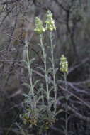 Image de Sideritis fruticulosa Pourr.