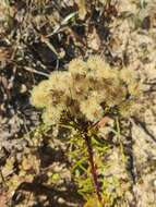 Image of <i>Chrysopsis <i>linearifolia</i></i> var. linearifolia