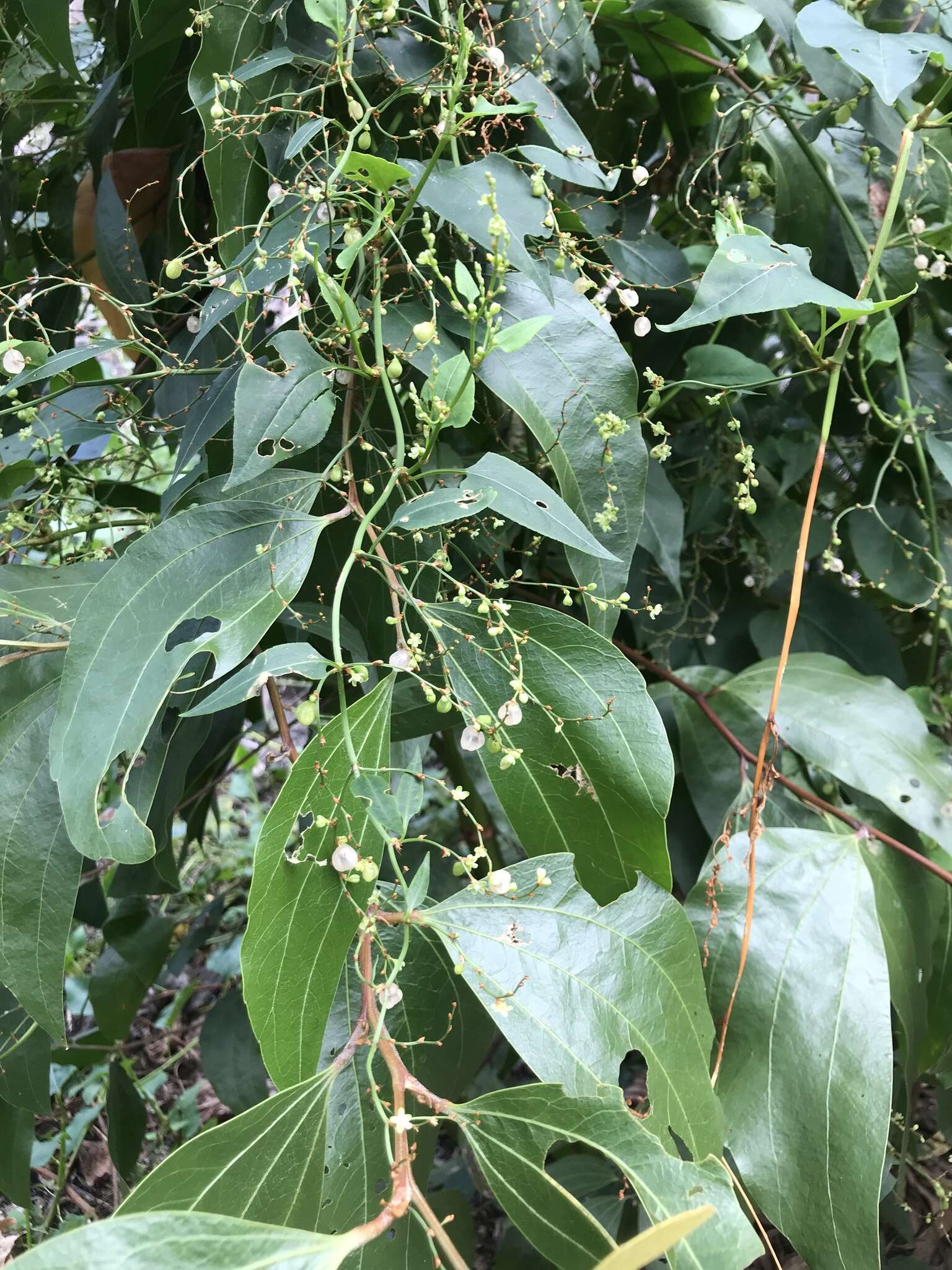 Image of Muehlenbeckia zippelii (Meisn.) Danser