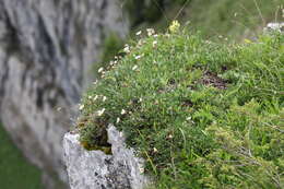 Imagem de Dryas octopetala L.