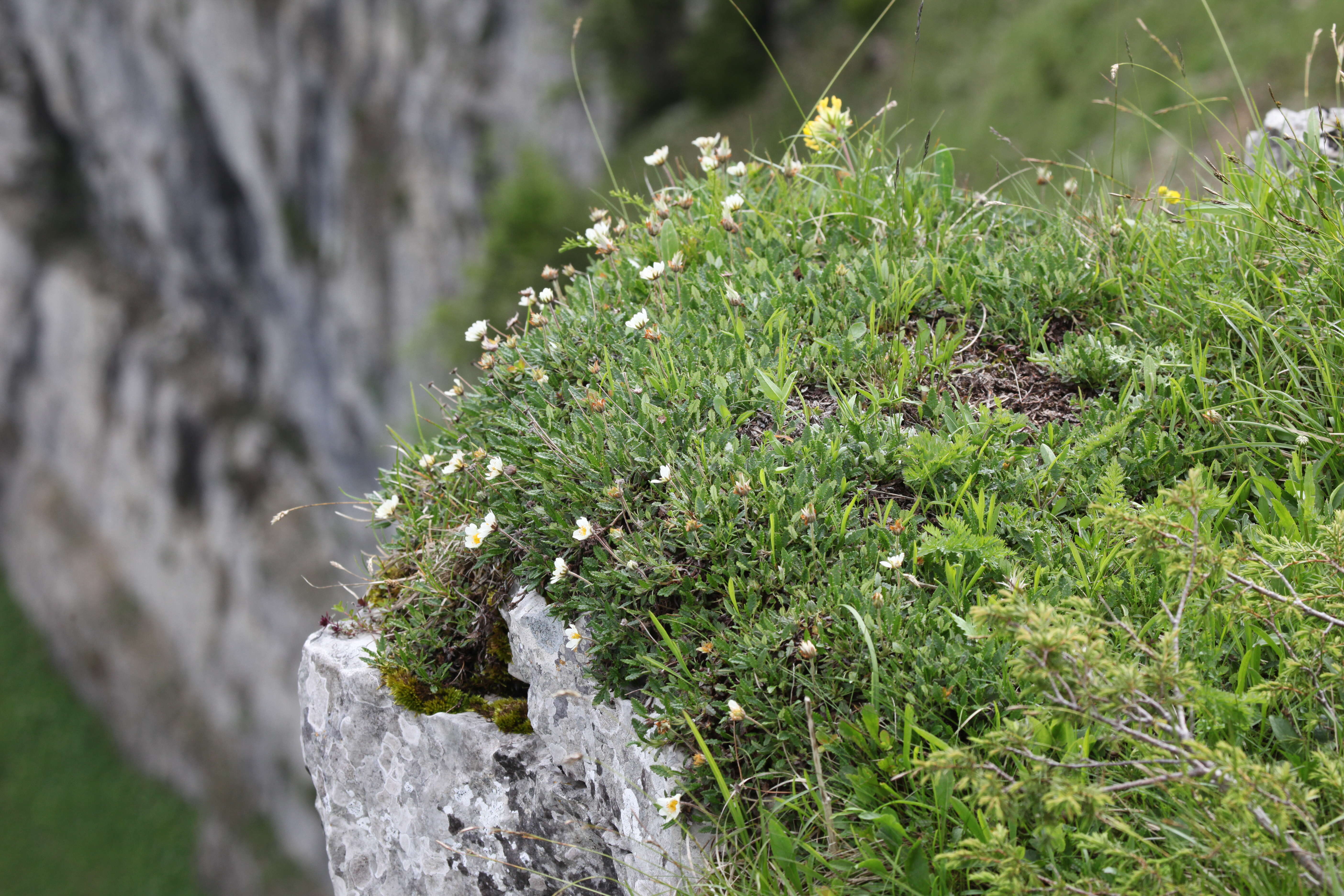 Imagem de Dryas octopetala L.