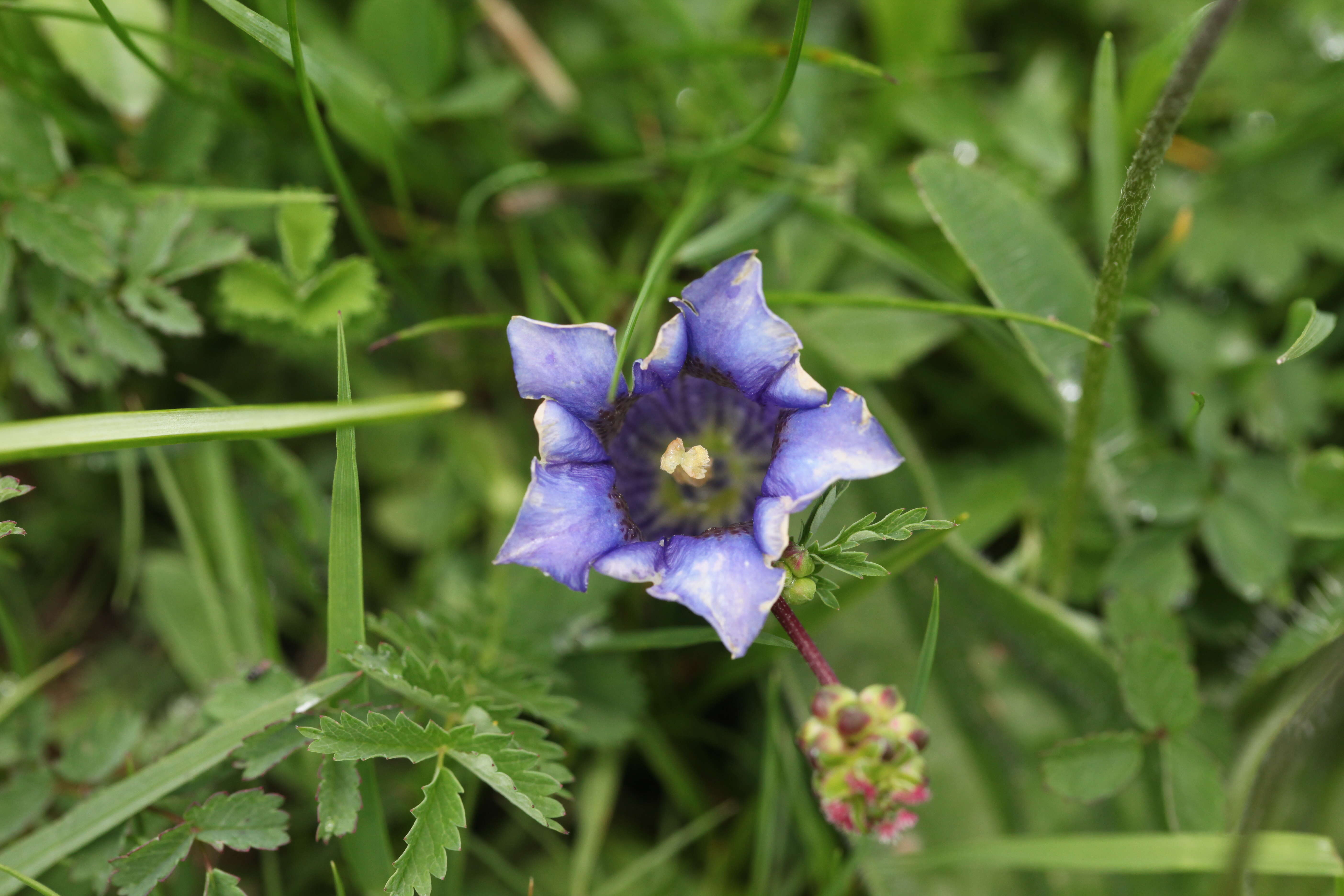 Image of Stemless Gentian