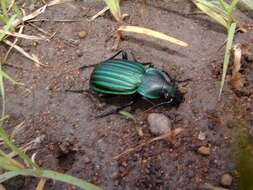 Imagem de Calosoma (Blaptosoma) viridisulcatum Chaudoir 1863