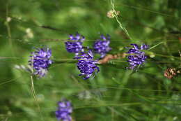 Image of Round-headed Rampion