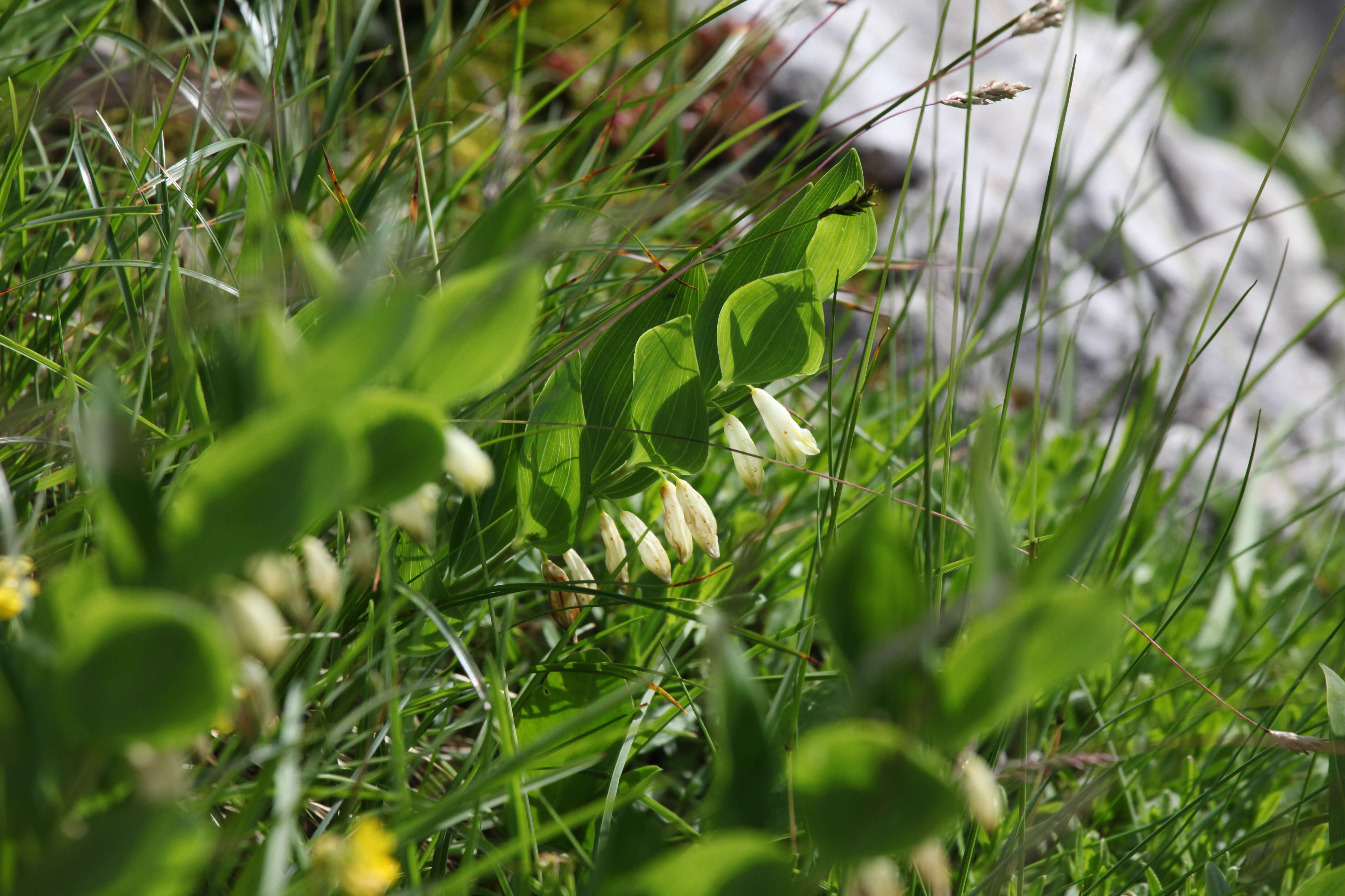 Image of Angular Solomon's Seal