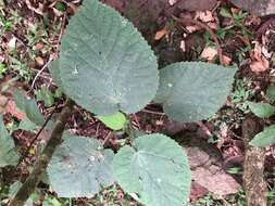 Image of Dendrocnide excelsa (Wedd.) Chew