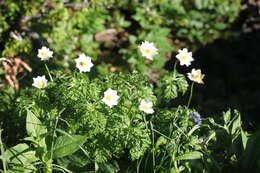 Image of alpine anemone