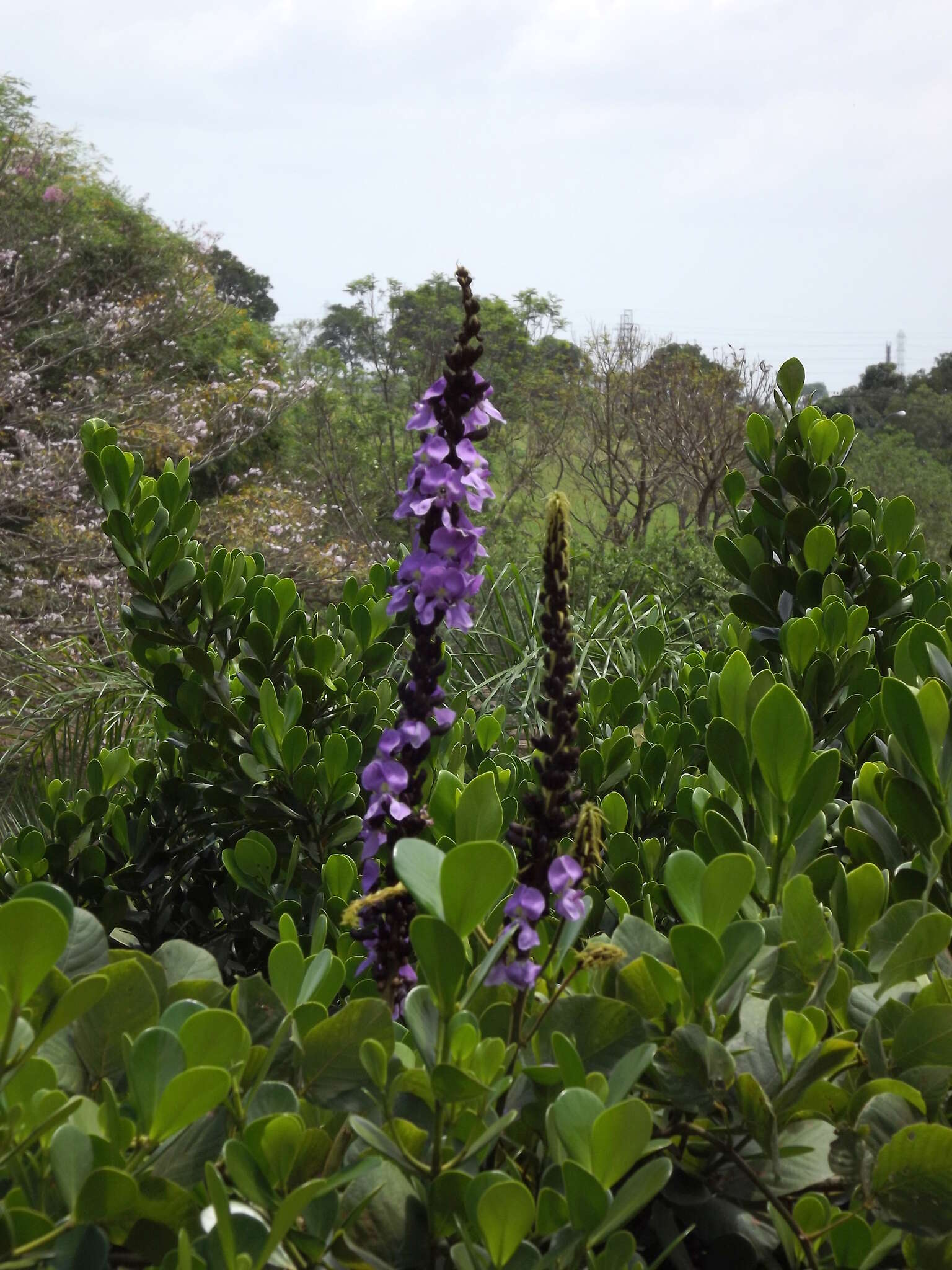 Image of Macropsychanthus violaceus