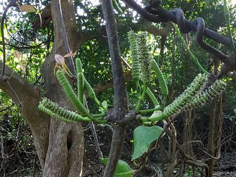 Gnetum edule (Willd.) Blume resmi