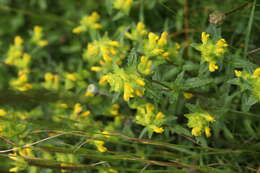 Image of Yellow rattle