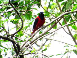 Image of Maroon Oriole