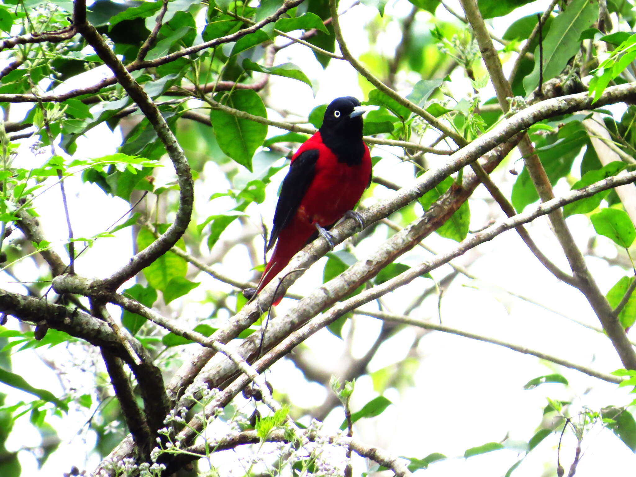 Image of Maroon Oriole