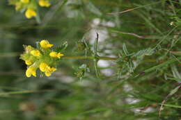 Image of Yellow rattle