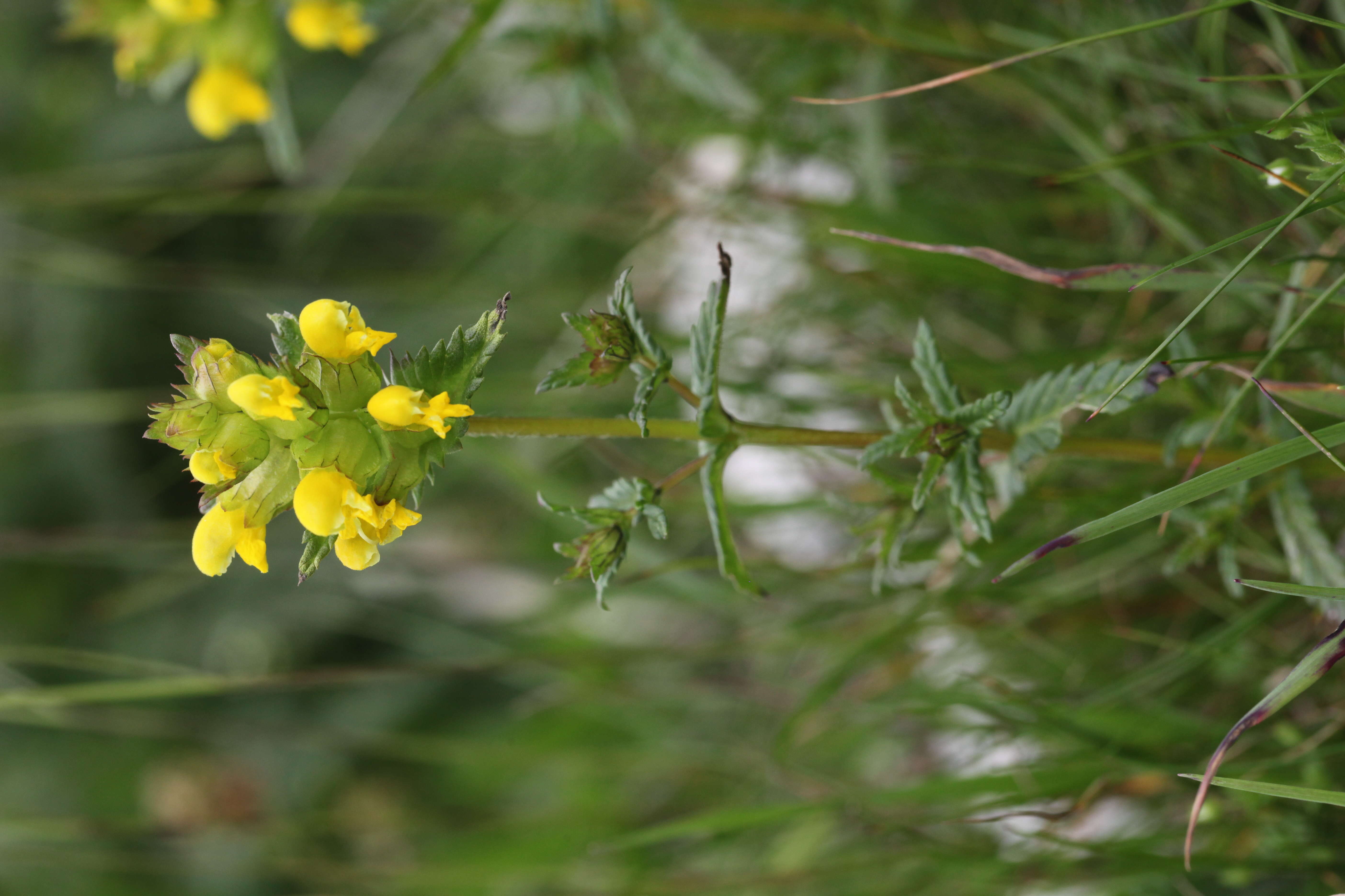 Image of Yellow rattle