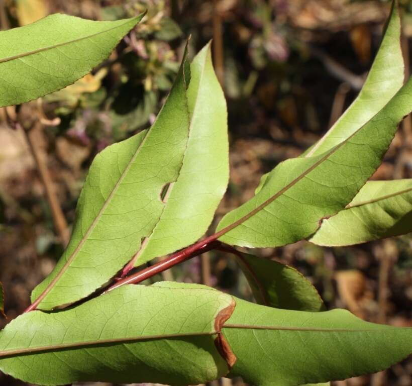 Image de Prunier d'Afrique