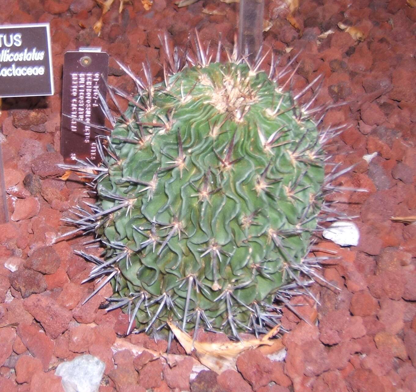 Image of Stenocactus multicostatus (Hildm.) A. Berger