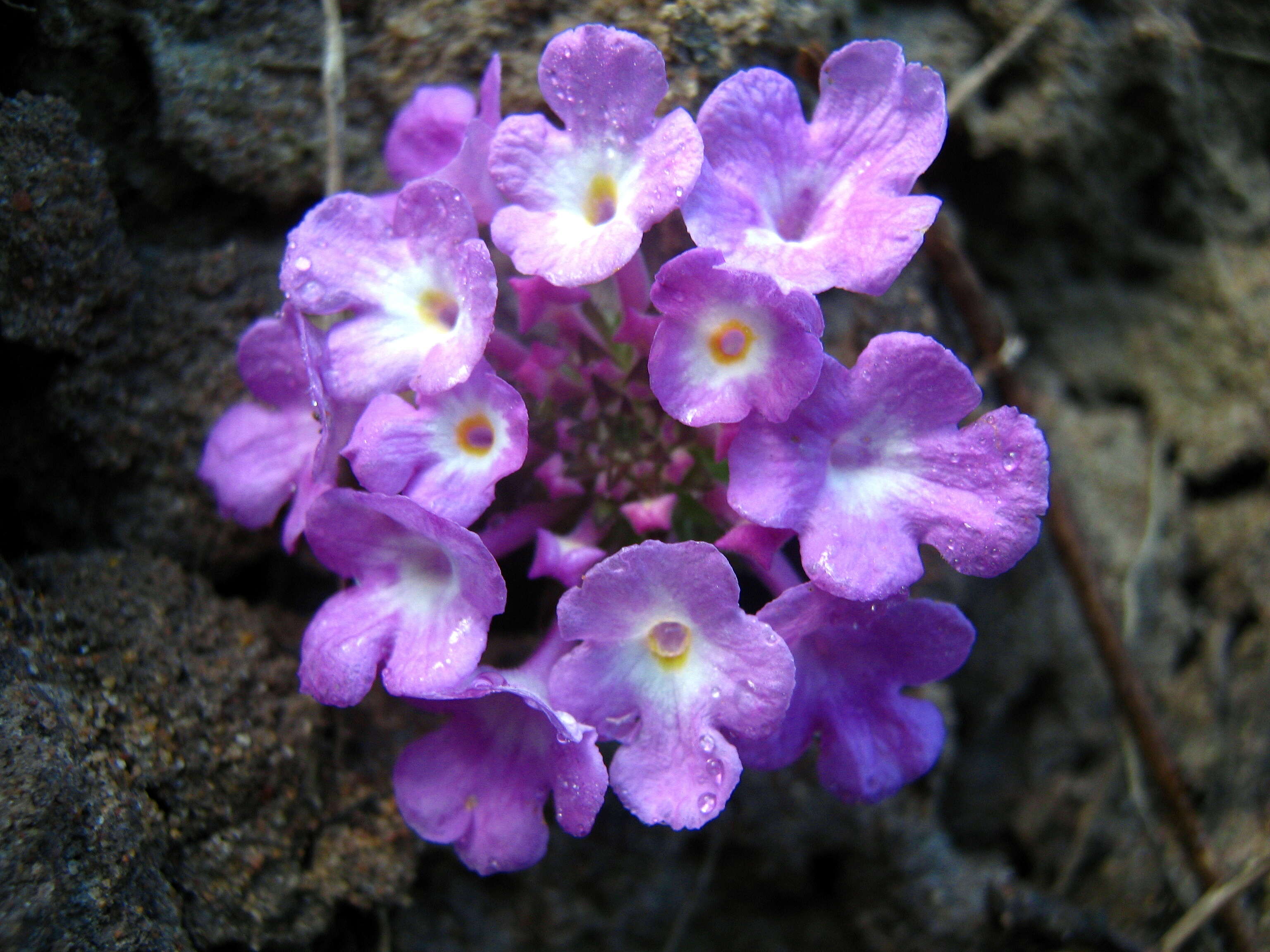 Image of trailing shrubverbena