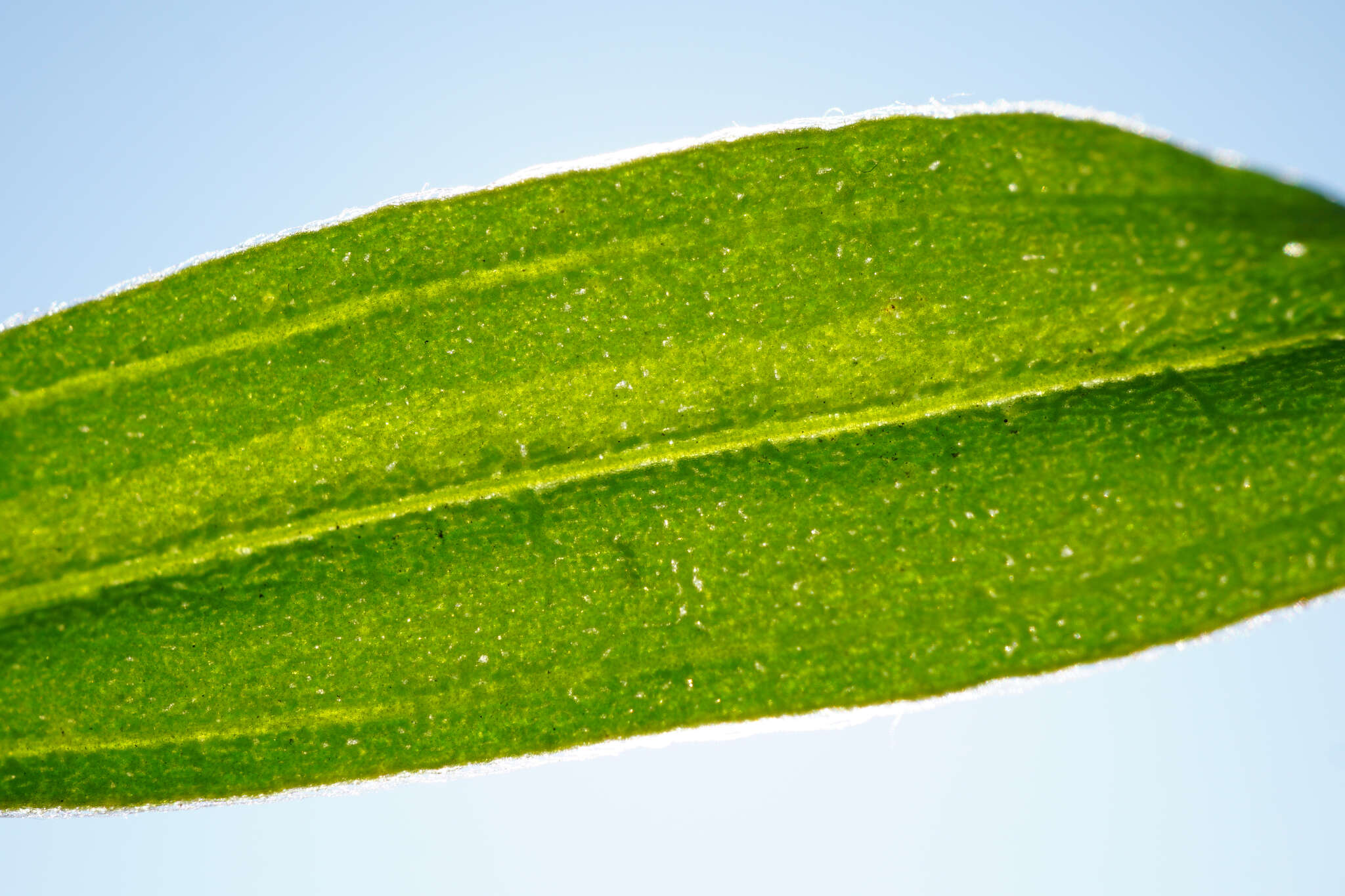 Image of Bassia scoparia subsp. densiflora (Turcz. ex Aellen) S. Cirujano & M. Velayos