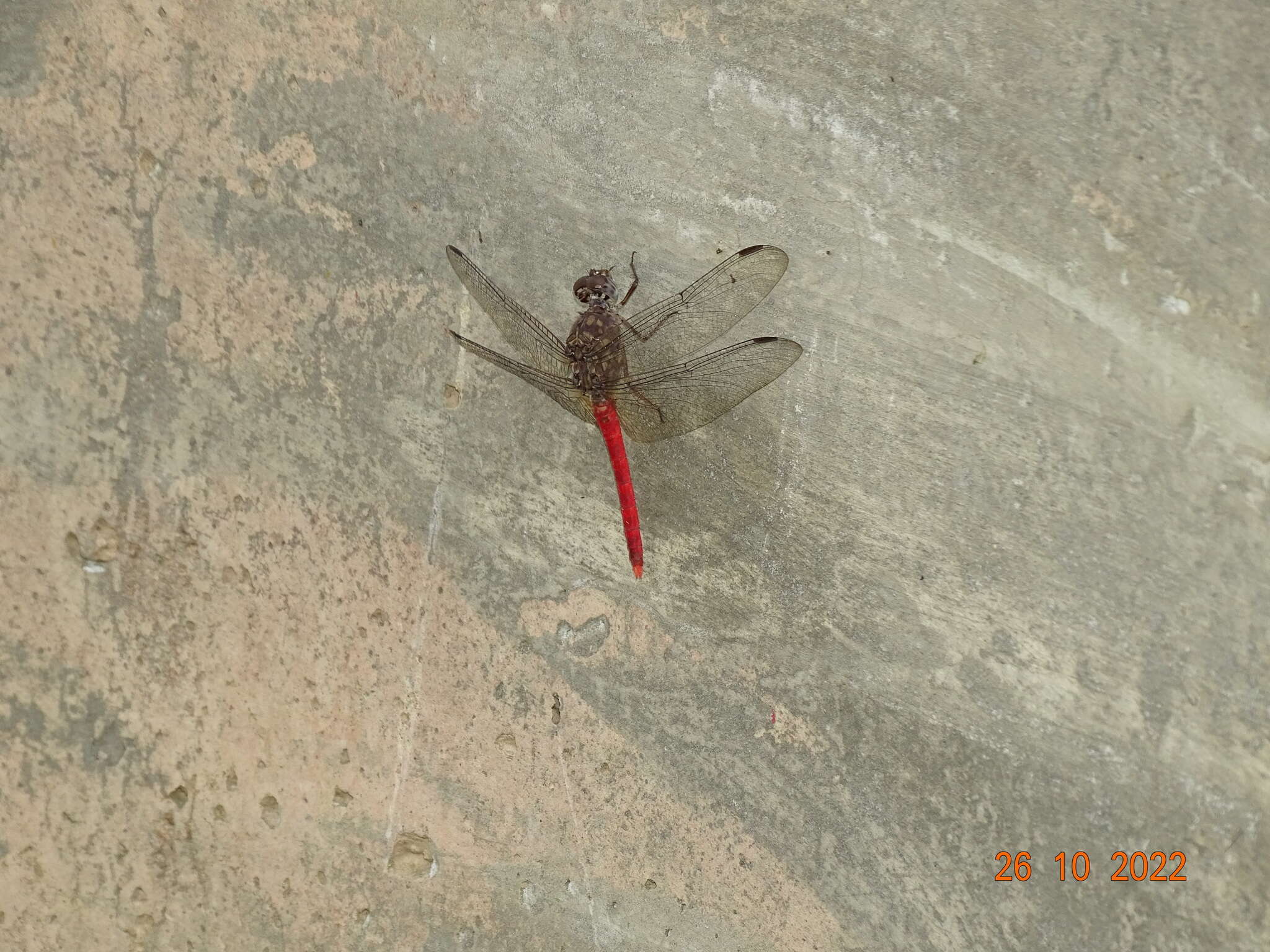 Image of Red Rock-dweller