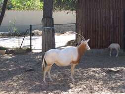 Image of Scimitar-horned Oryx