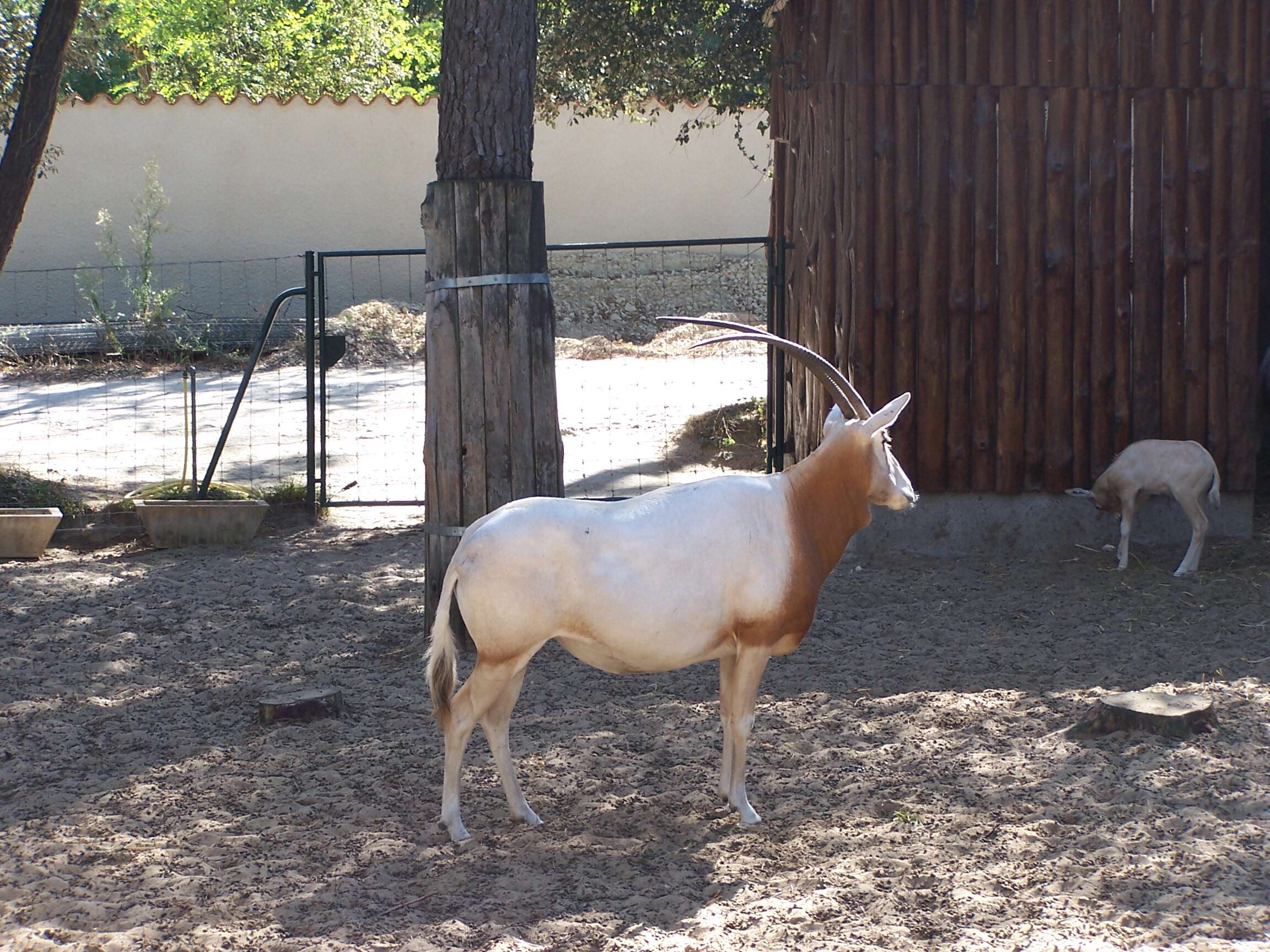 Image of Scimitar-horned Oryx