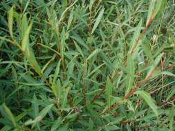 Imagem de Salix purpurea L.