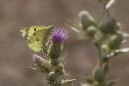 Image of pale cloudedyyellow