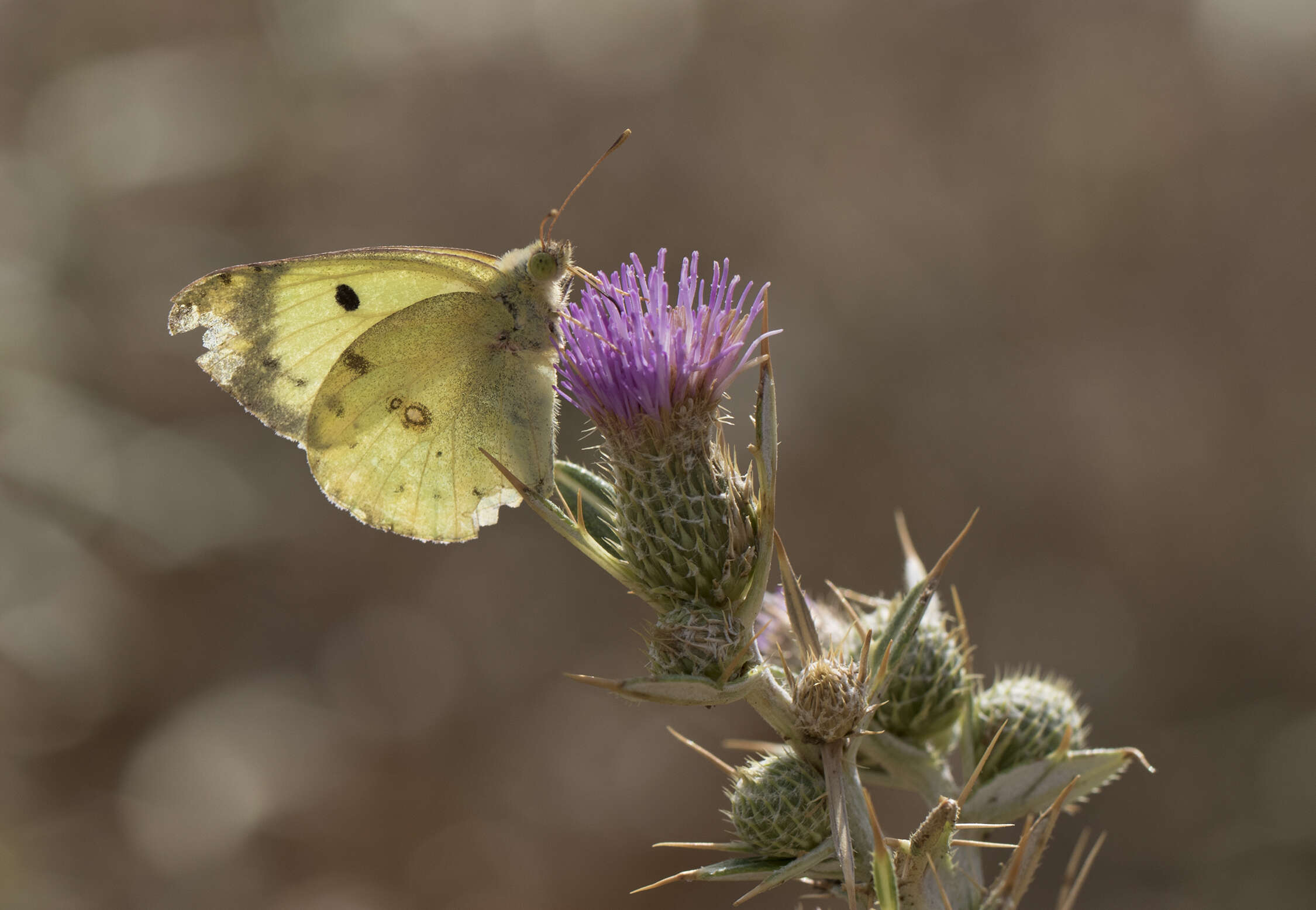 Image of pale cloudedyyellow