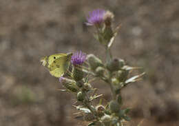 Image of pale cloudedyyellow