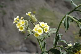 صورة Nonea alpestris (Stev.) G. Don fil.