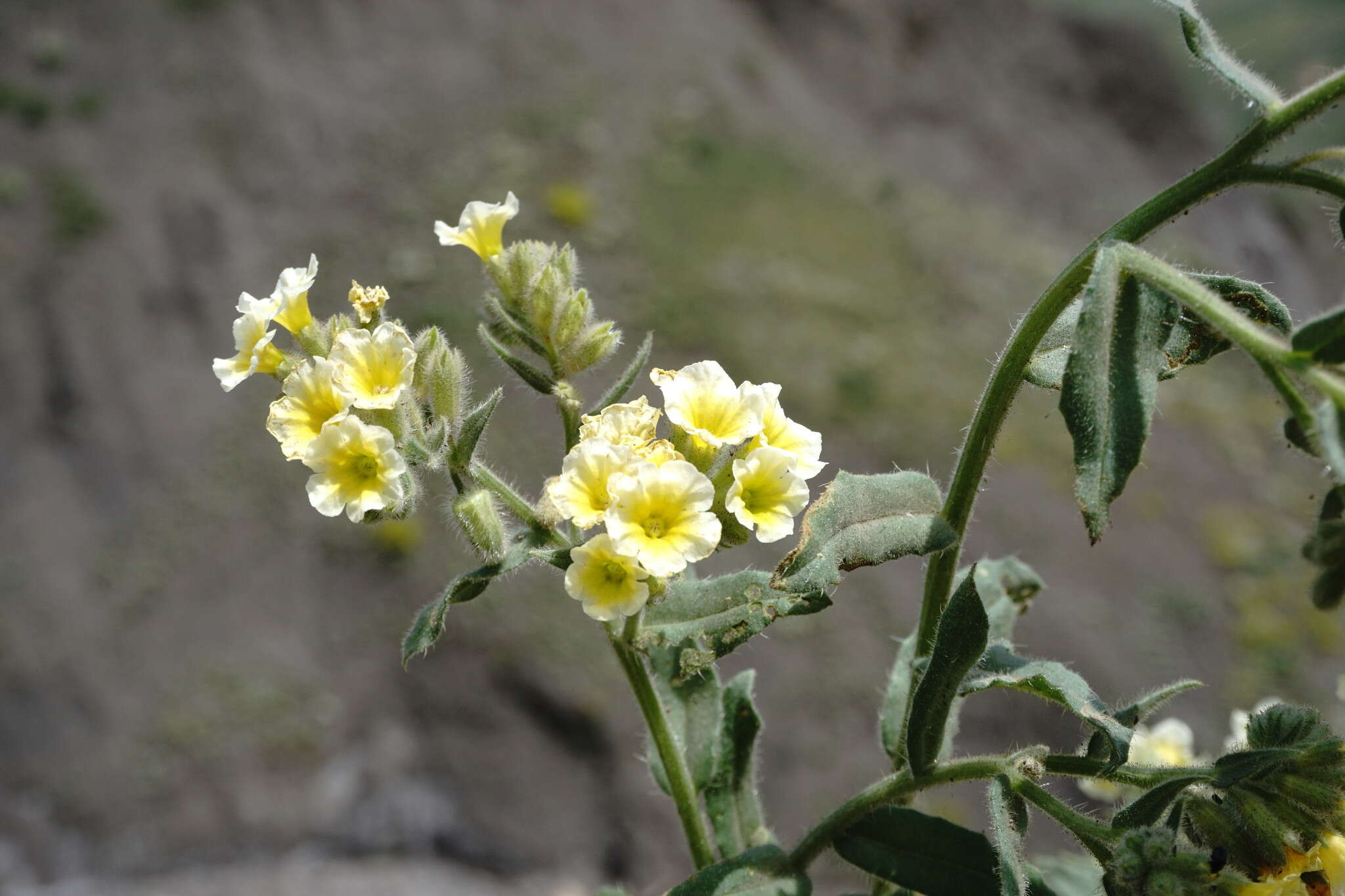 صورة Nonea alpestris (Stev.) G. Don fil.