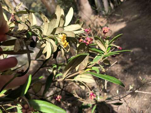 Image de Pittosporum bicolor Hook.