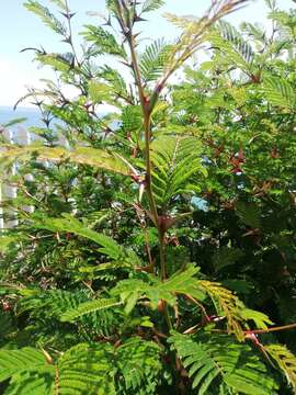 Image of Vachellia hindsii (Benth.) Seigler & Ebinger