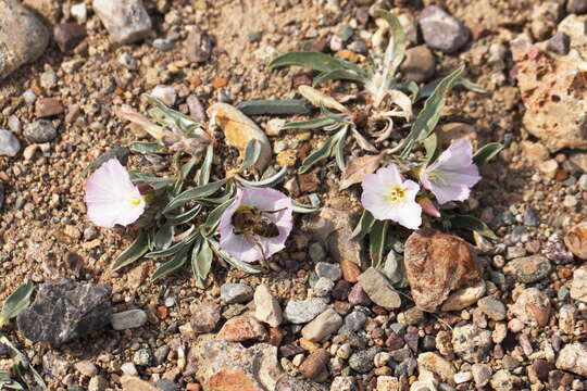 Image of Convolvulus lineatus L.