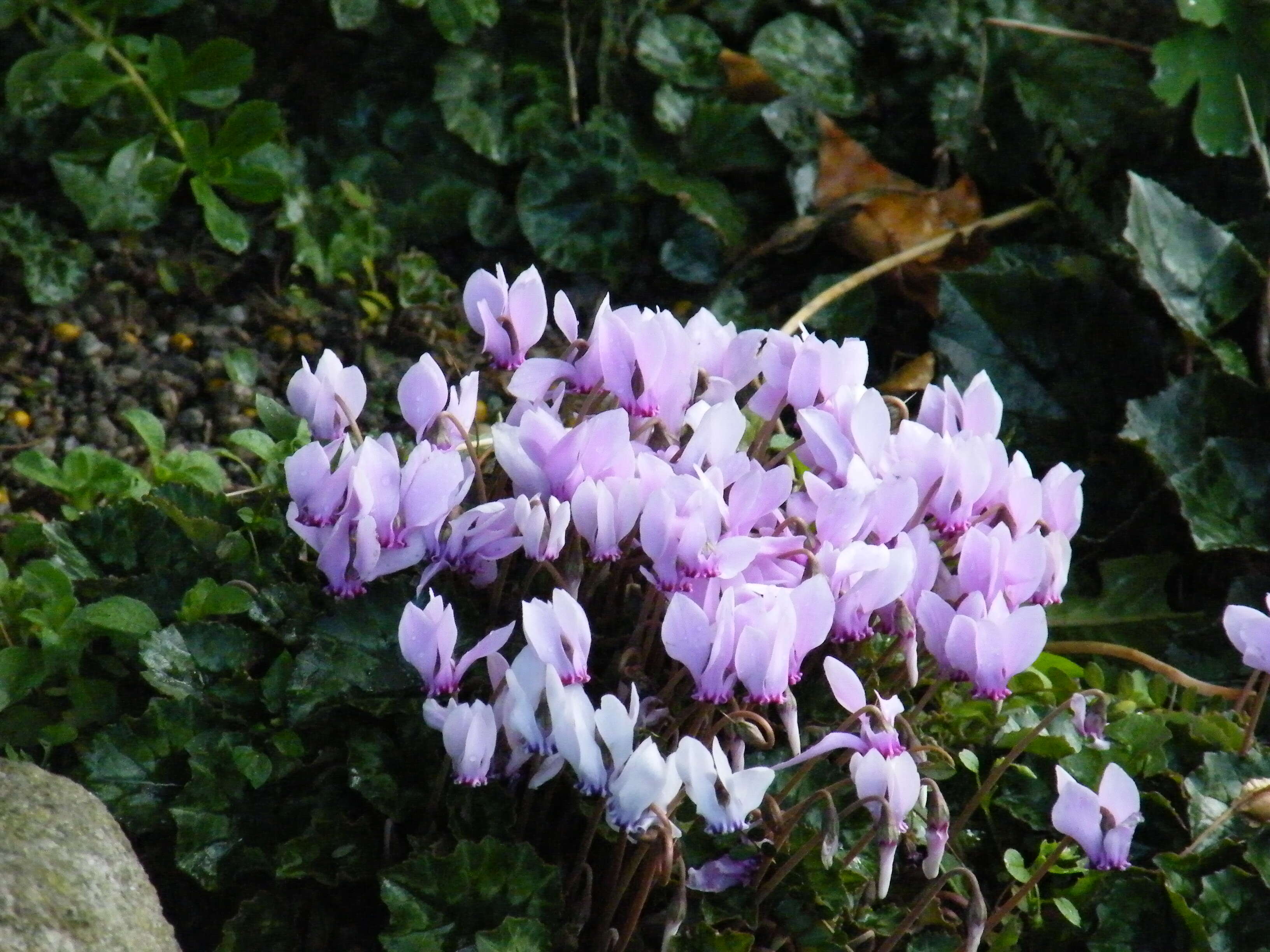 Слика од Cyclamen hederifolium Aiton