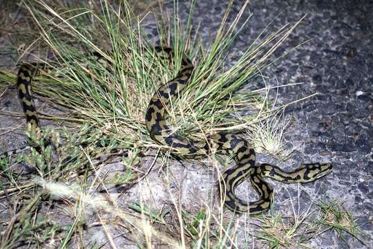 Image of Morelia spilota cheynei Wells & Wellington 1984