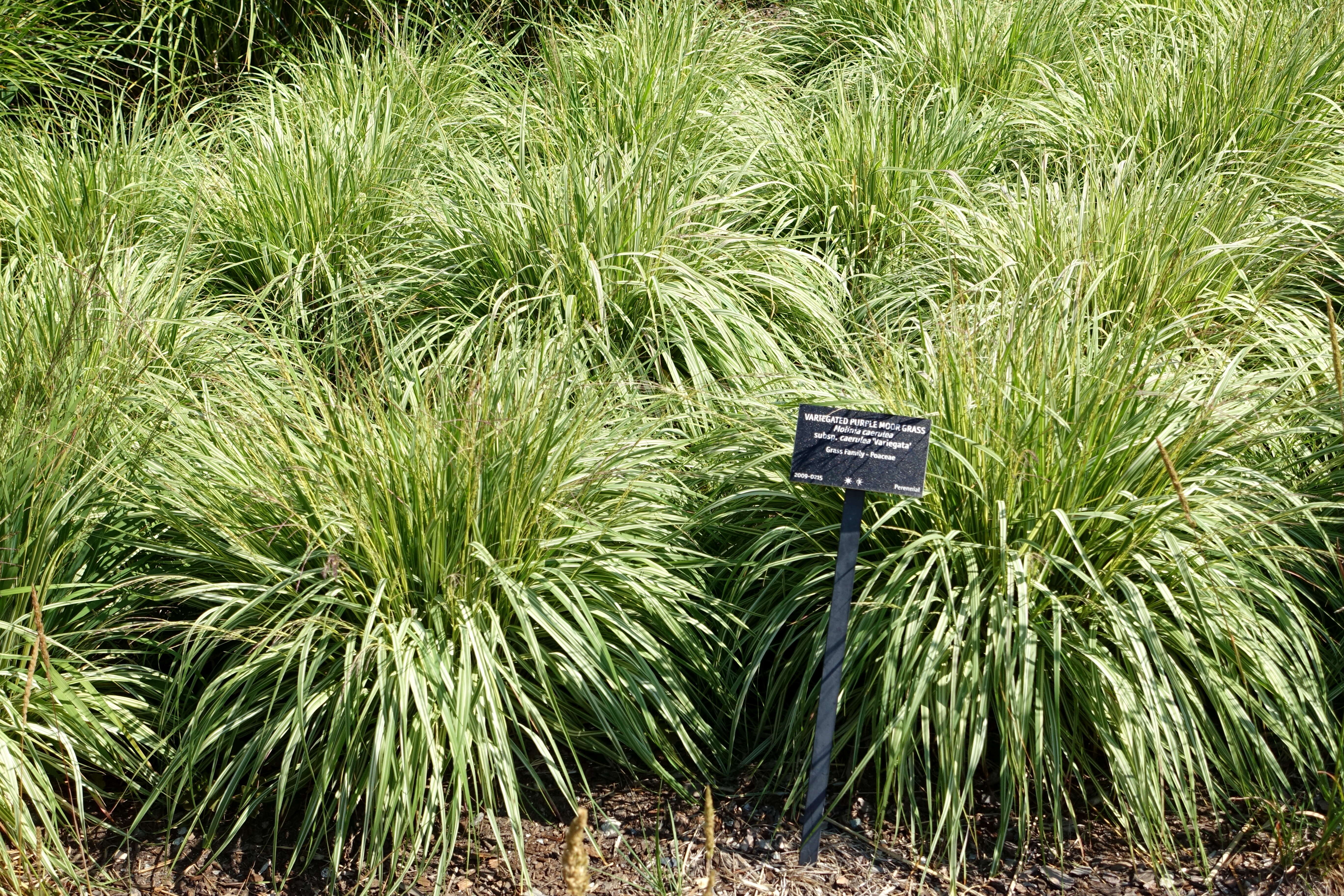 Image of Purple Moor Grass