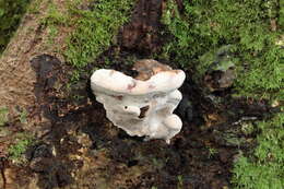 Plancia ëd Ganoderma brownii (Murrill) Gilb. 1962